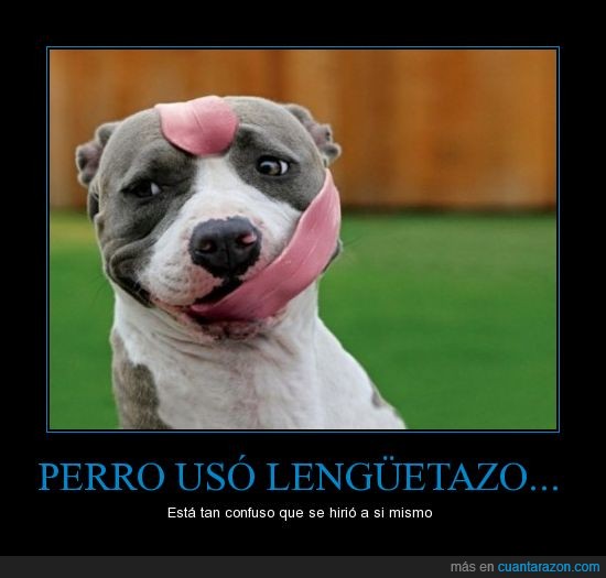lengua,perro